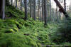 Skog nordost om Munkedal.